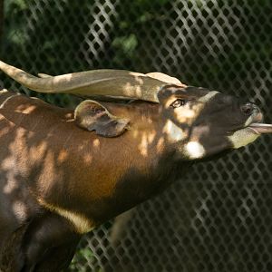 Bongo (Eastern bongo) : Whipsnade : 15 Jun 2025