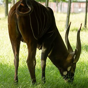 Bongo (Eastern bongo) : Whipsnade : 15 Jun 2025