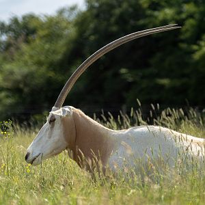 Scimitar-horned oryx : Whipsnade : 15 Jun 2025