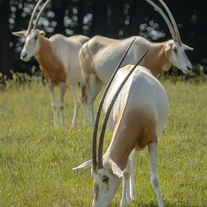 Scimitar-horned oryx : Whipsnade : 15 Jun 2025