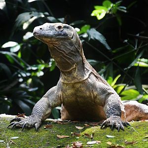 Komodo Dragon "Peaches"