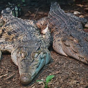 Philippine Crocodile (Crocodylus mindorensis)