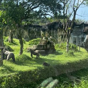 Gorilla family at Taipei Zoo