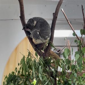 Sleeping Koala at Koala House