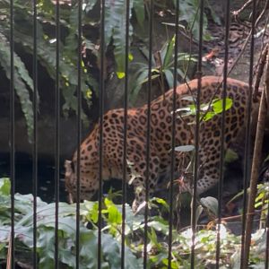 Leopard enclosure
