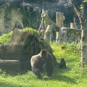 Adult western gorilla at African Animal Area