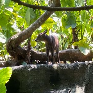 A rare Formosan Serow