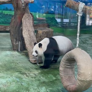 Giant panda at Giant panda house