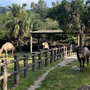 Dromedary camel and Bactrian camel exhibit at Desert Animal Area