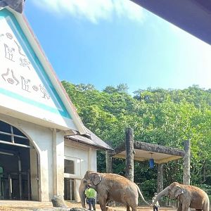 Asian elephant at Elephant exhibit