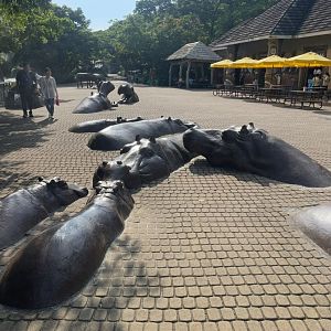 Hippo statue at Hippopotamus square