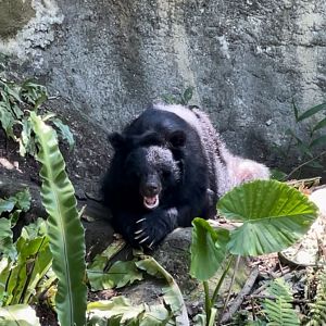 Formosan Black Bear