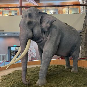 Lin Wang taxidermy at Education center.