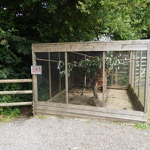 Fischer's lovebird aviary 060625