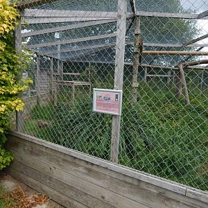 Serval enclosure 060625