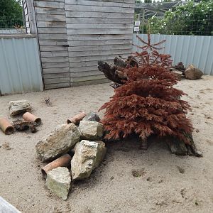 Meerkat enclosure 060625