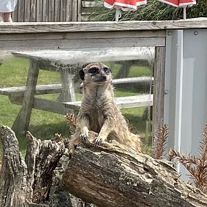 Meerkat 060625