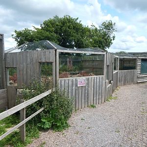 Indian crested porcupine enclosure 060625