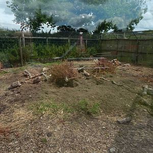 Indian crested porcupine enclosure 060625