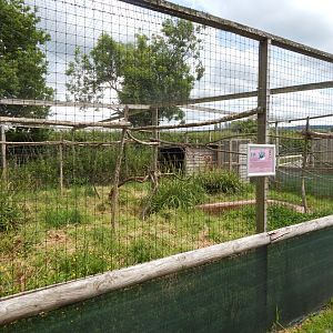 Northern helmeted curassow aviary 060625