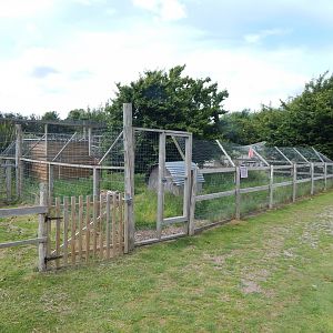 Azara's agouti enclosure 060625