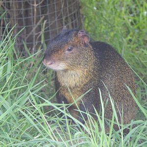 Azara's agouti 060625