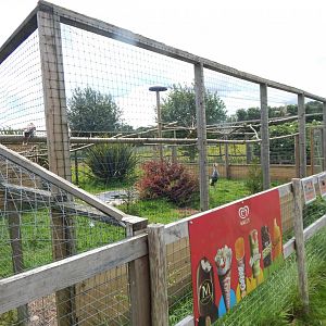 Eastern grey crowned crane aviary 060625