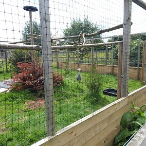 Eastern grey crowned crane aviary 060625