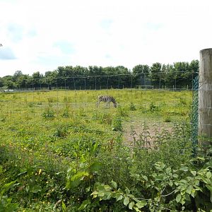 Burchell's zebra enclosure 060625