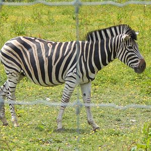 Burchell's zebra 060625
