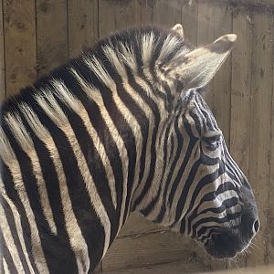Burchell’s zebra 060625