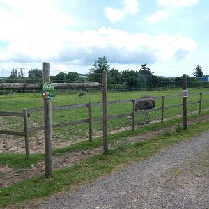 Western sitatunga and Common ostrich enclosure 060625