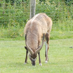 Western sitatunga enclosure 060625