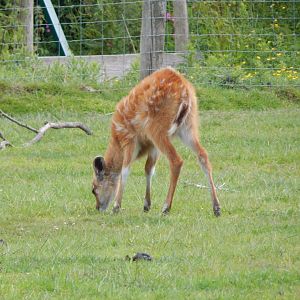 Western sitatunga juvenile 060625