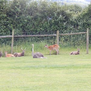 Western sitatunga and Common ostrich enclosure 060625