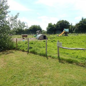 Red-necked wallaby enclosure 060625