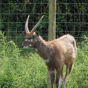 Western sitatunga 060625