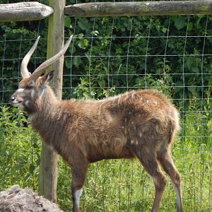 Western sitatunga 060625