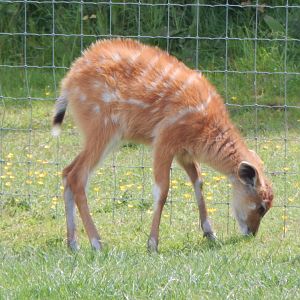 Western sitatunga juvenile 060625