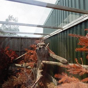 Common palm civet enclosure 060625