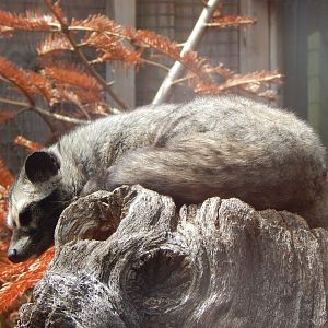 Common palm civet 060625