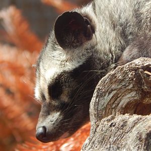 Common palm civet 060625