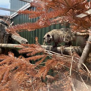 Common Pam civet enclosure 060625