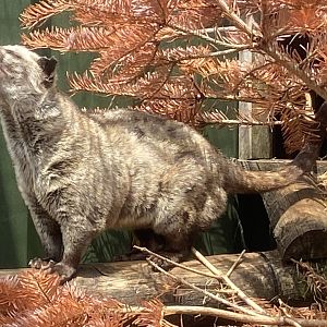 Common Pam civet 060625