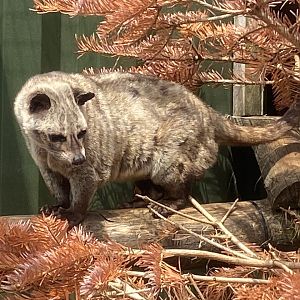 Common Pam civet 060625