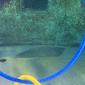 California butterfly ray (Gymnura marmorata) with the La Jolla Sharks