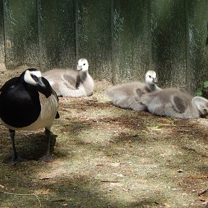 Barnacle goose and chicks 060625