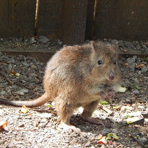 Long-nosed potoroo 060625
