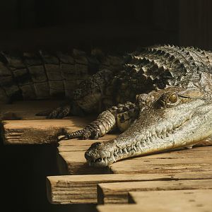 Freshwater crocodile : Crocodiles of the World : 20 Jun 2025
