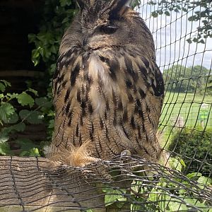 European eagle-owl 060625